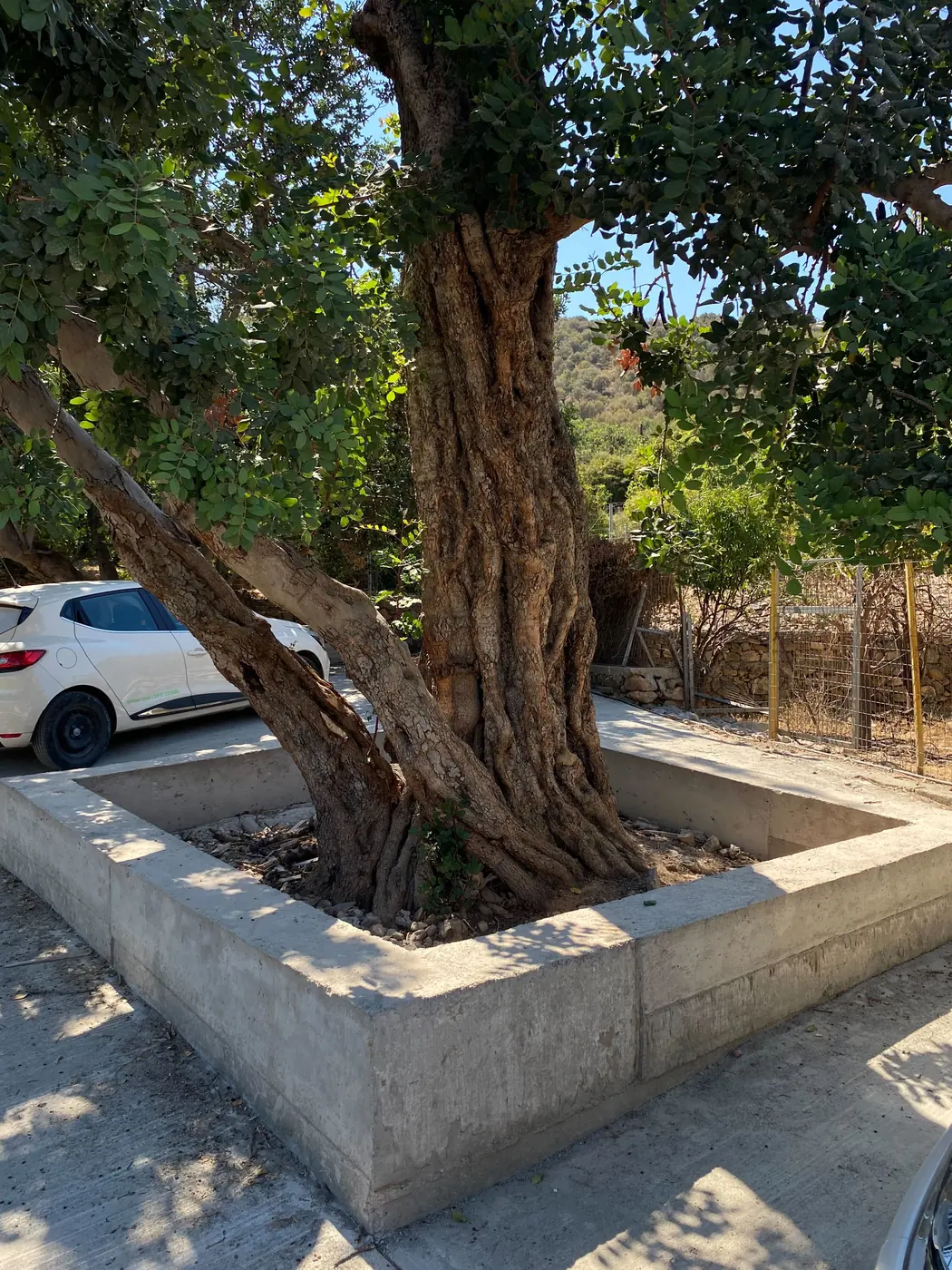 An old olive tree retained within a new cast concrete planter in the rebuilt grounds