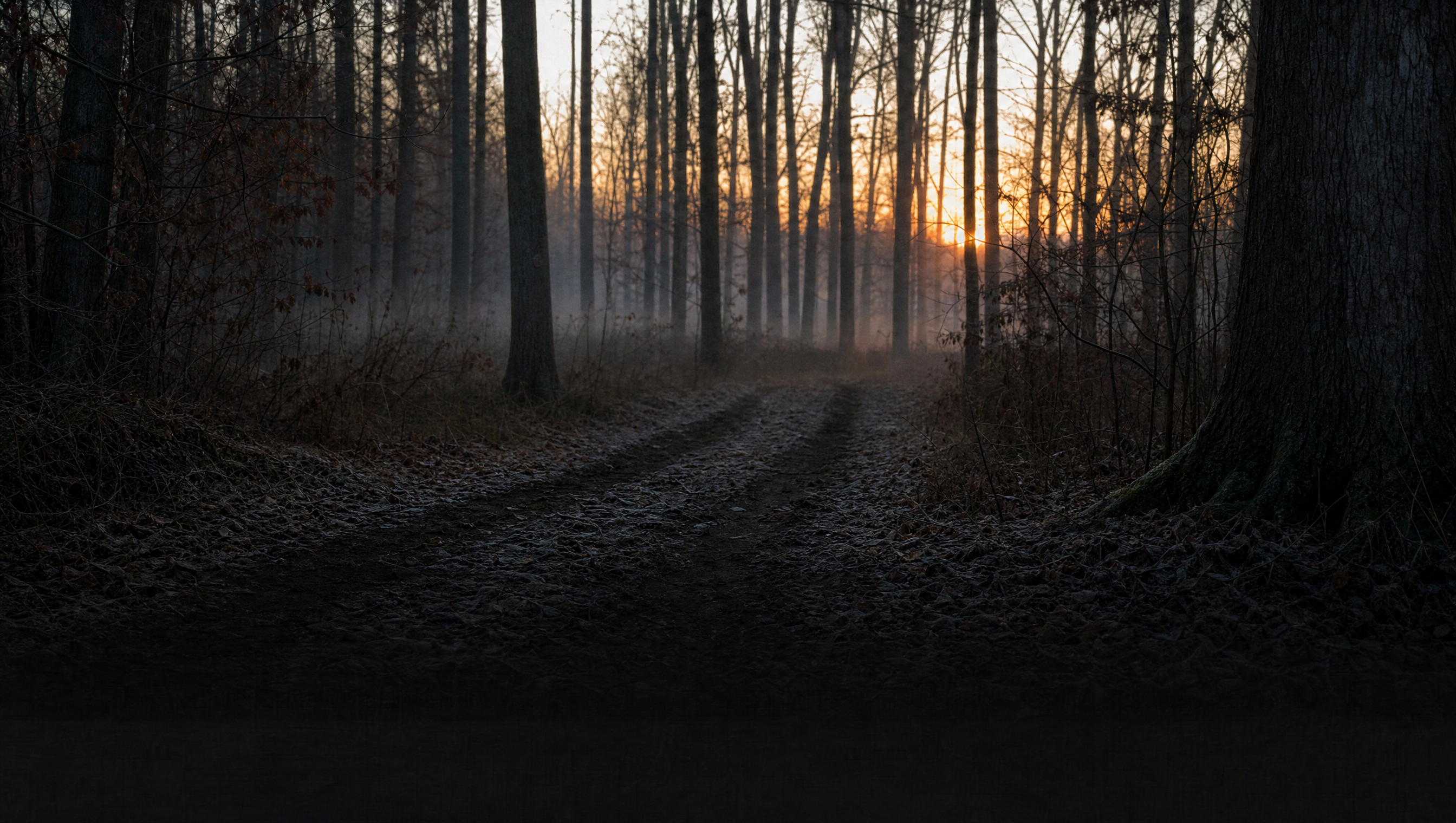 Quiet hardwood treeline at first light with mist over a two track trail