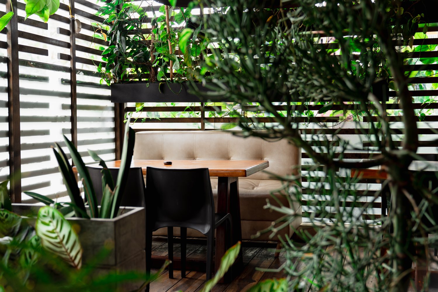 El rincón de plantas