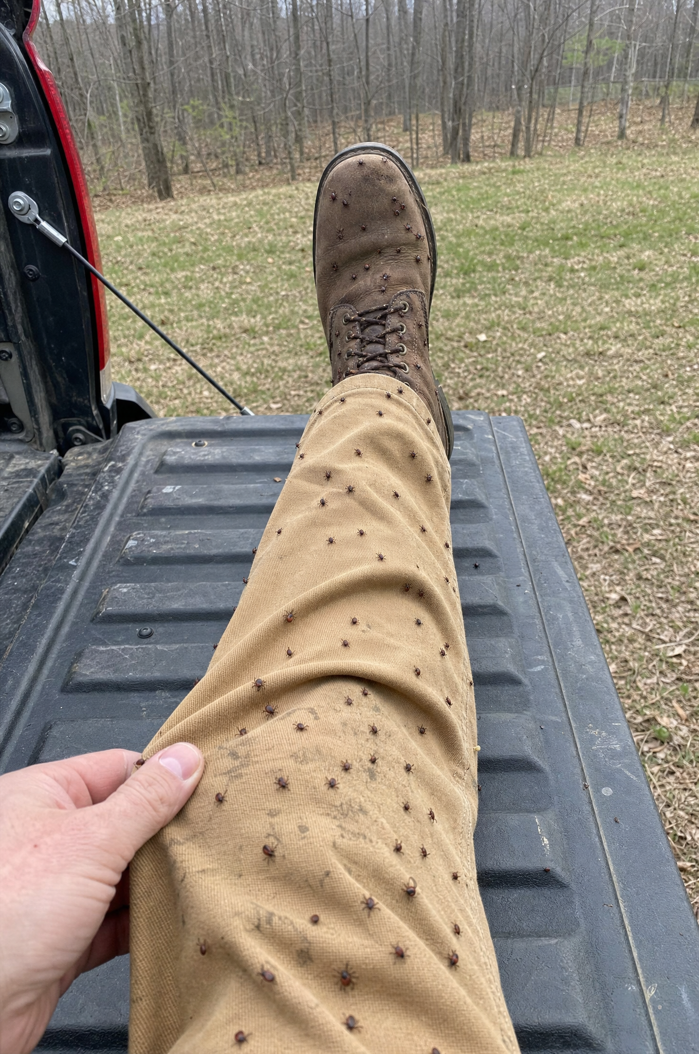 A hunter's leg on a truck tailgate covered in dozens of ticks after an afternoon in the woods