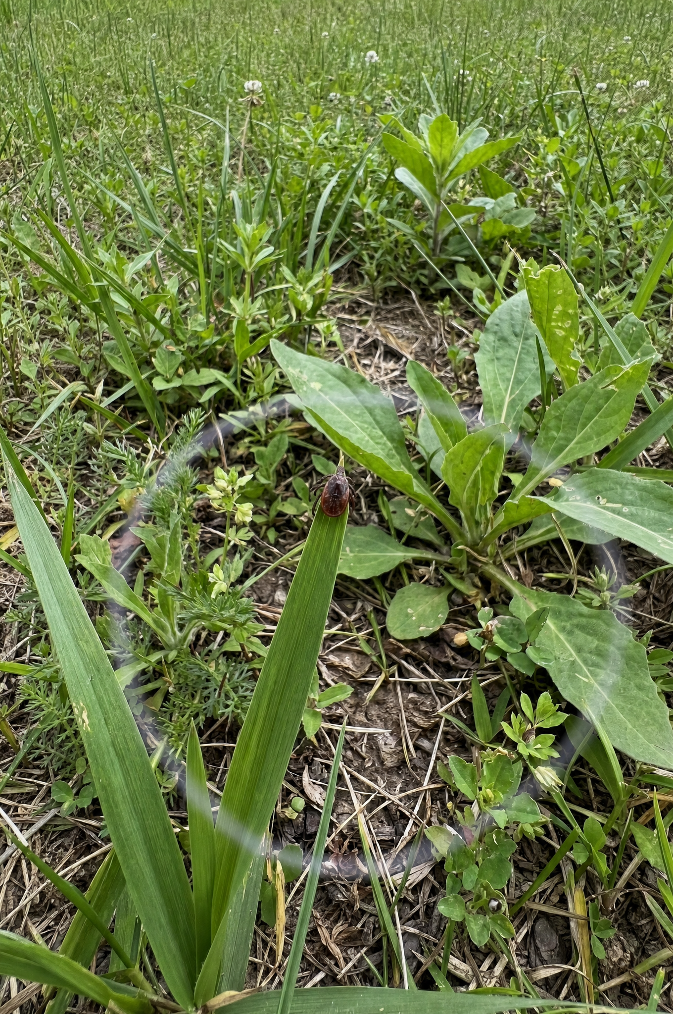 A tick perched on the tip of a grass blade with its front legs reaching out, questing for a host