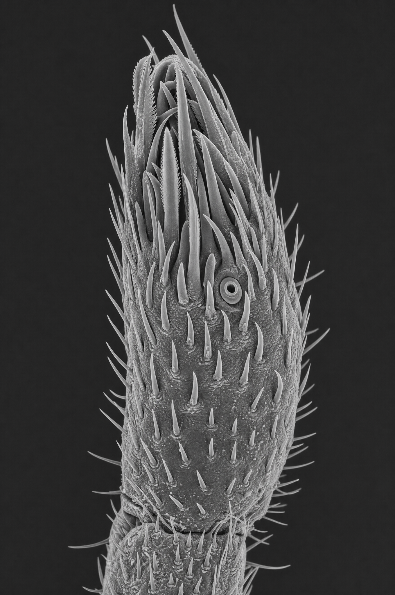 Electron-microscope view of a tick's front leg showing the Haller's organ sensory pit