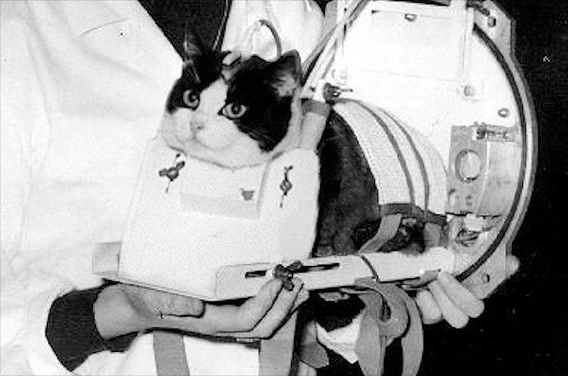 Félicette with researcher