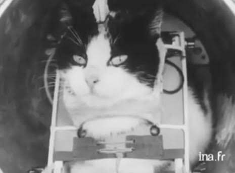 Félicette in the space capsule rig