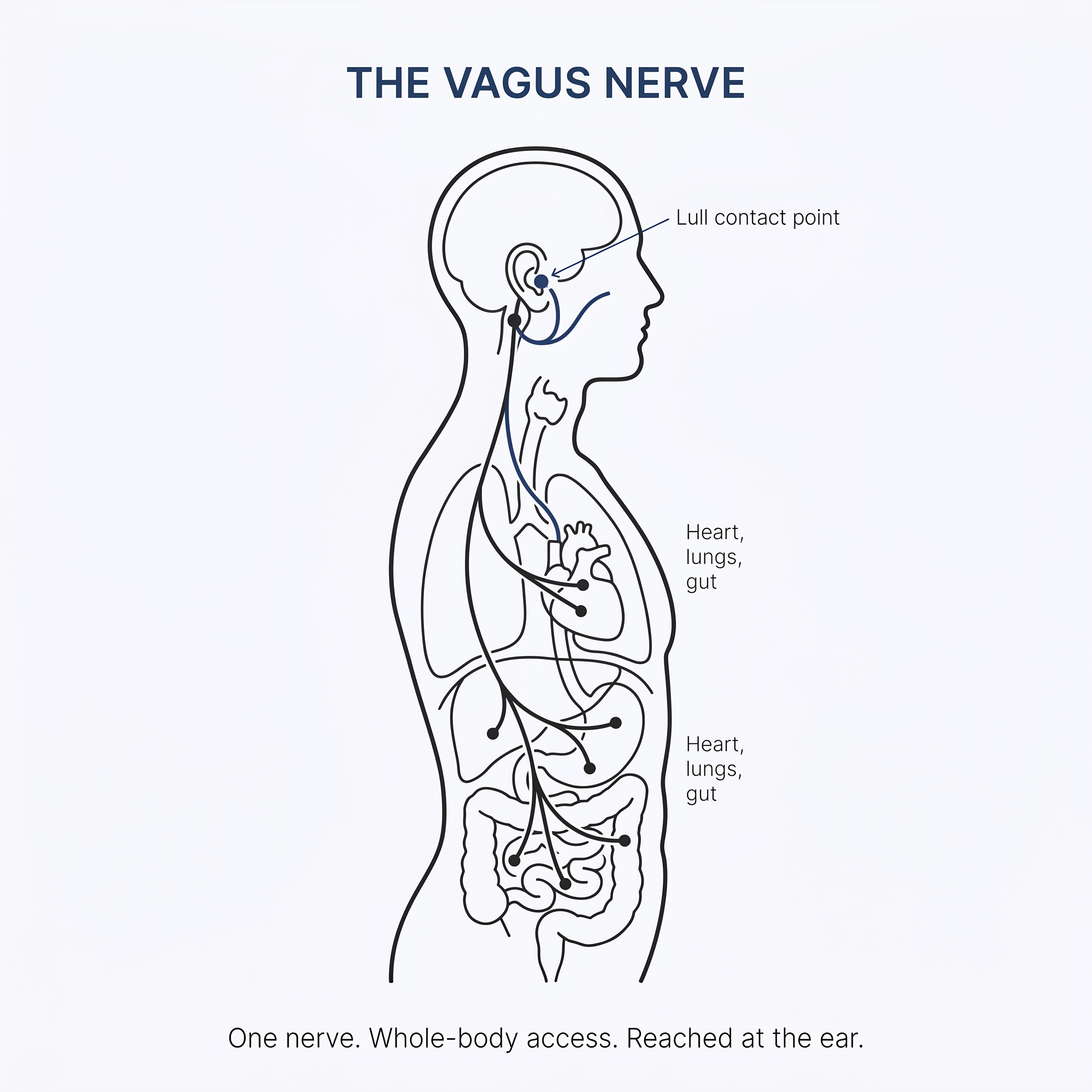 Anatomical diagram of the vagus nerve, showing the auricular branch reaching the ear and its connections to the heart, lungs, and gut.