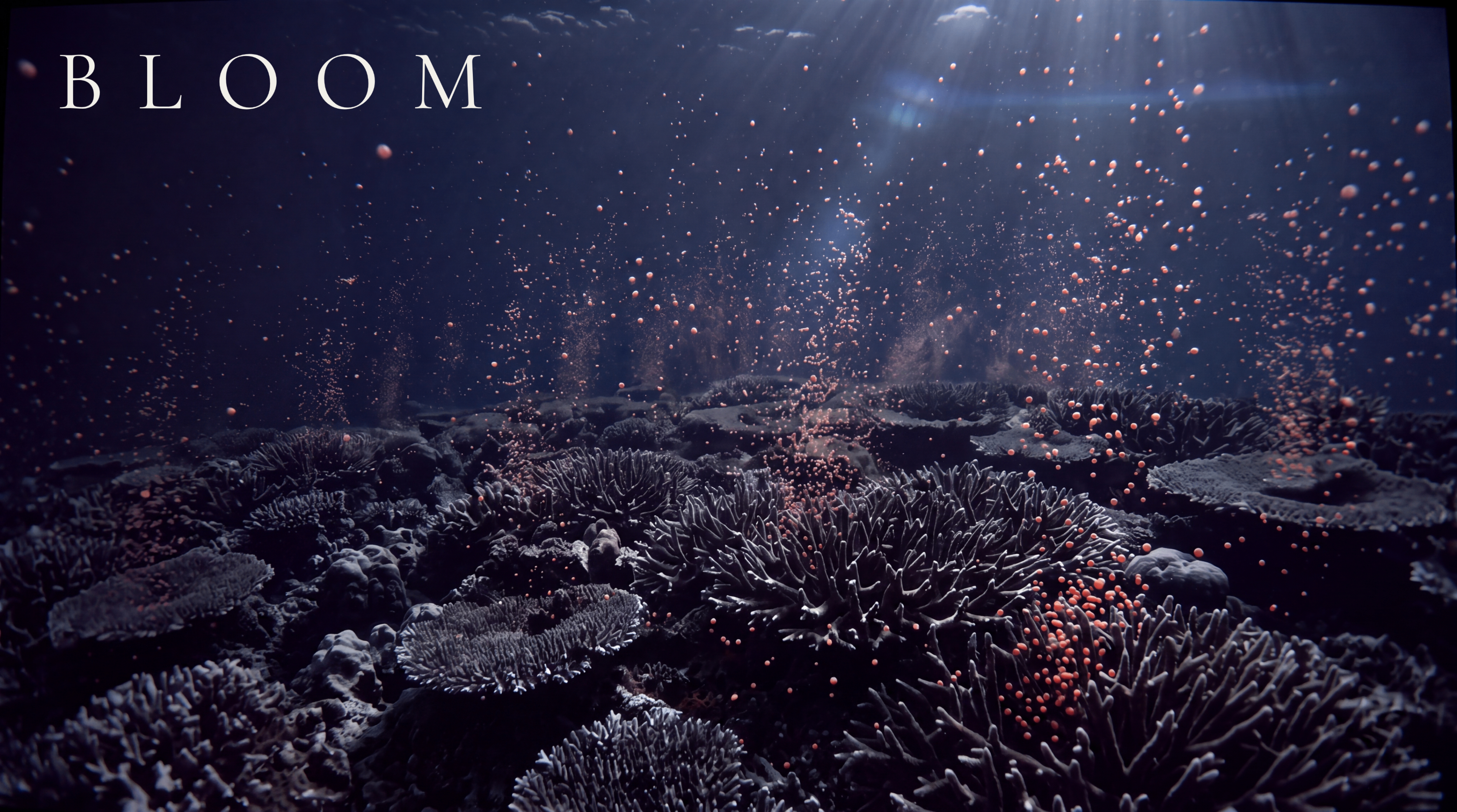 BLOOM