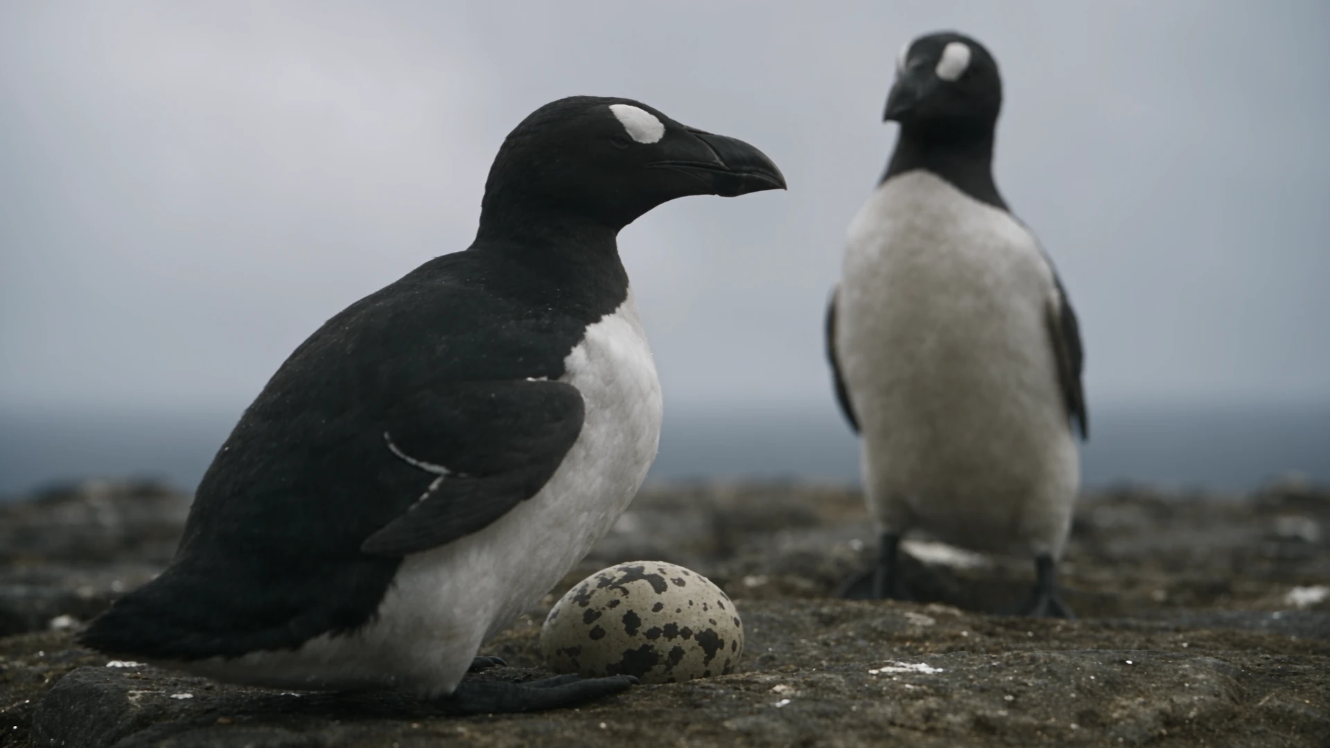 AI Film Festival "The Last Egg"