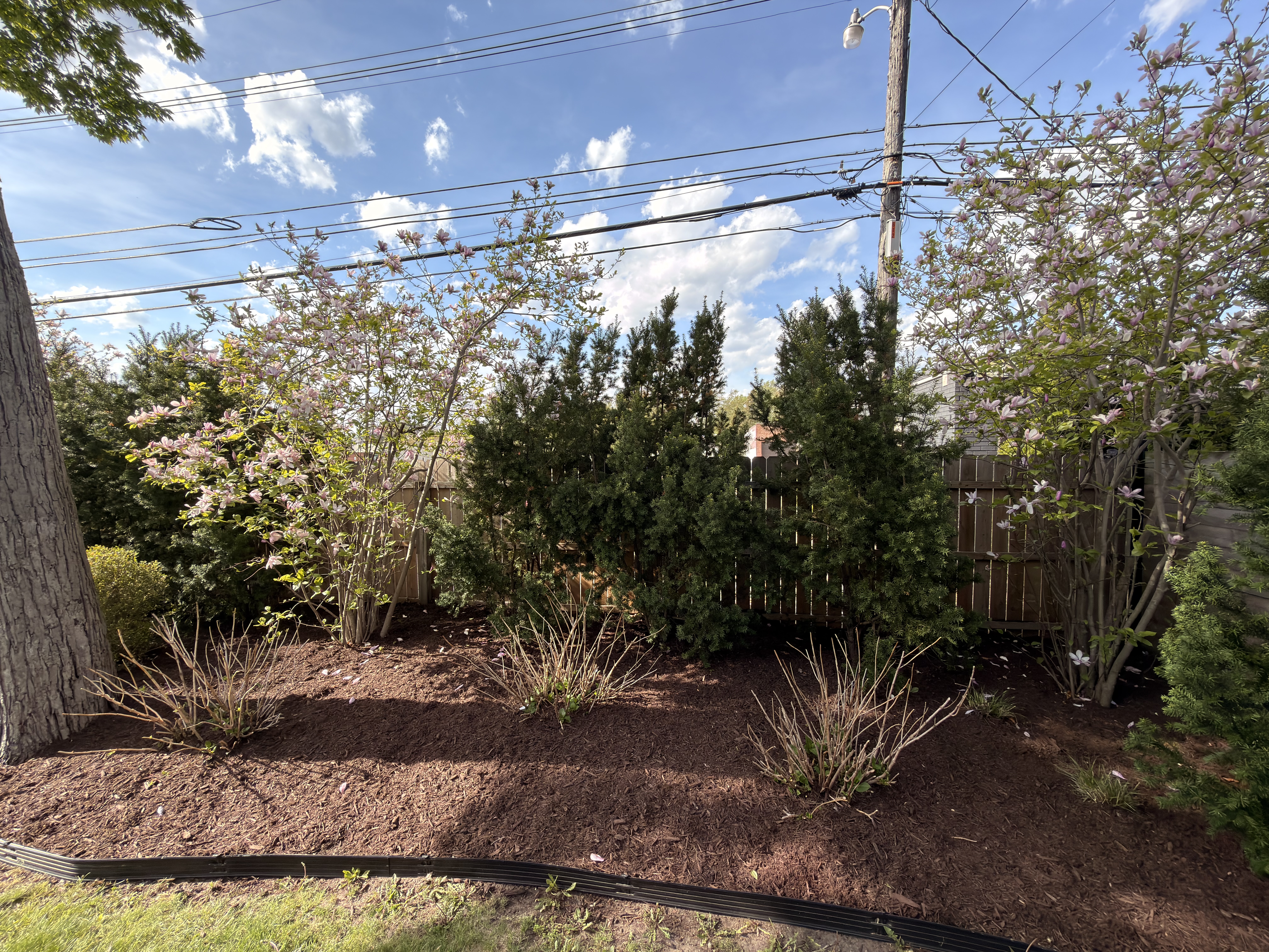 Mulch bed installation around mature pine trees