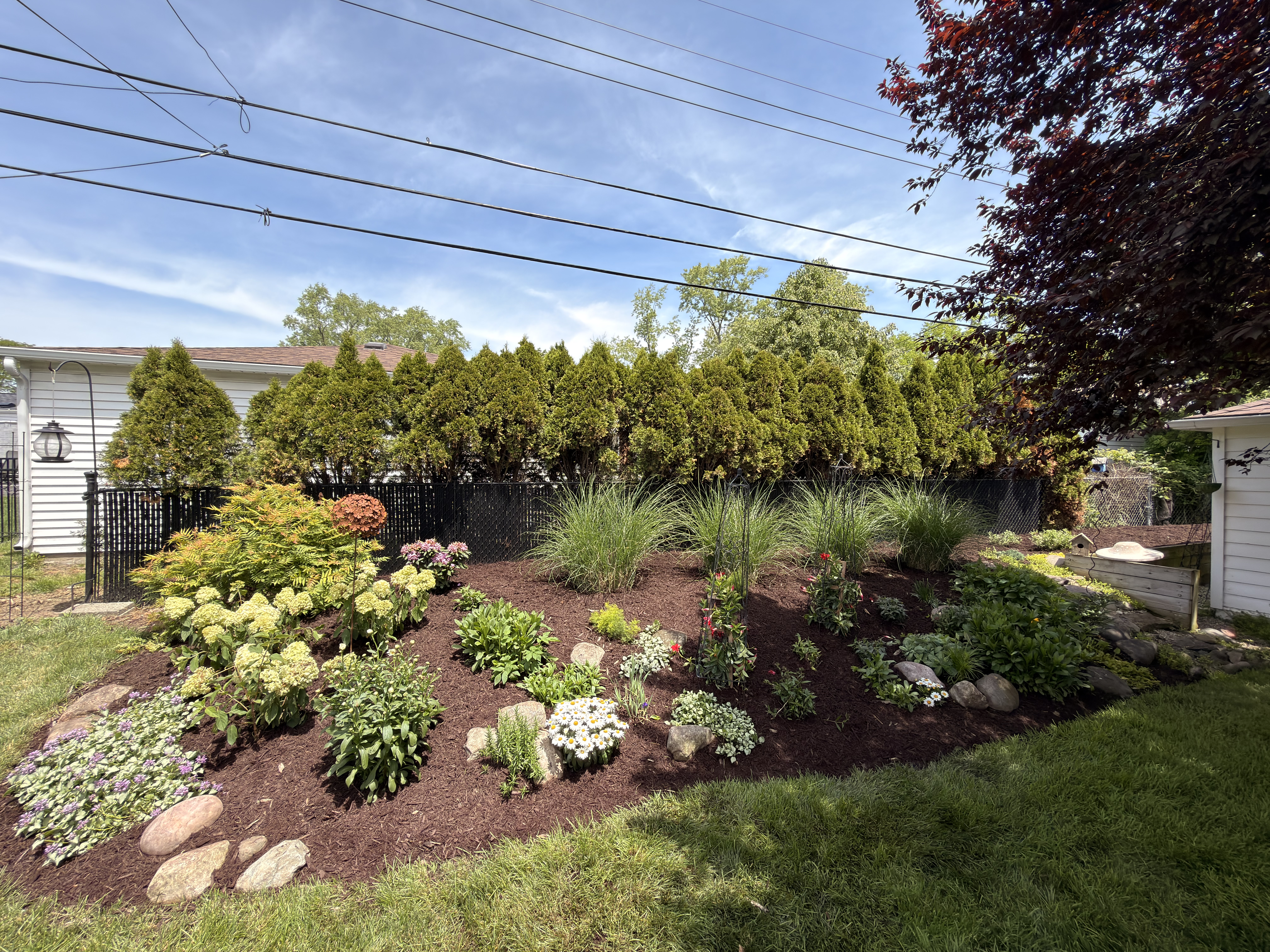 Backyard garden bed planting with hydrangeas and ornamental grasses