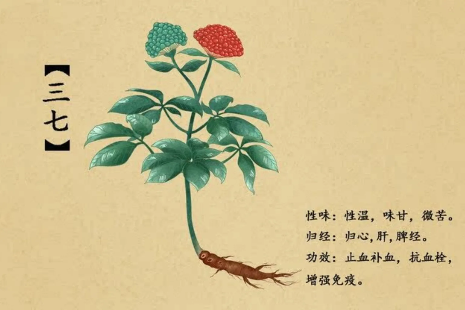 The Health Benefits of Notoginseng (San Qi, 三七)