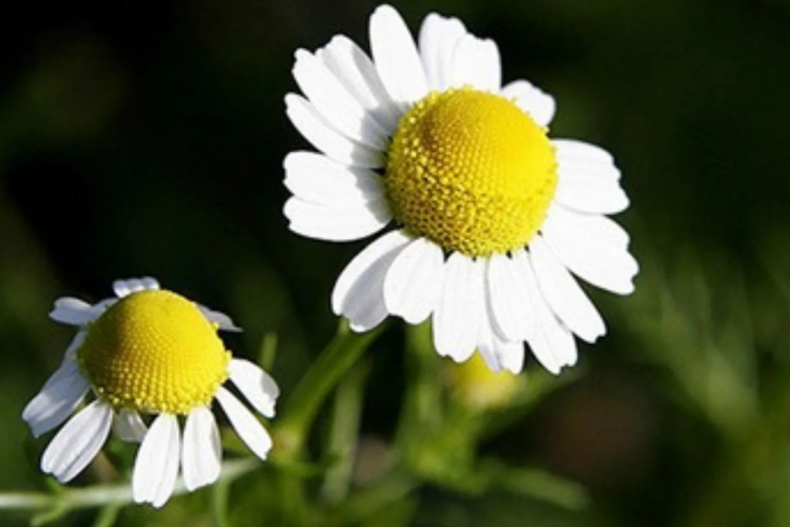 Therapeutic Effects of Breviscapine in Cardiovascular Diseases: A Review