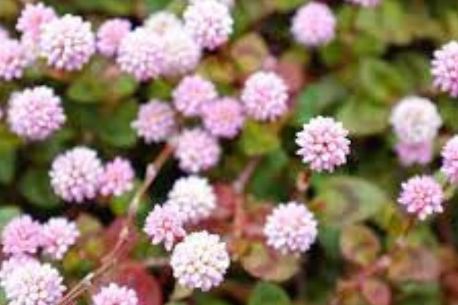 17 Medicinal Health Benefits Of Flowery Knotweed (Polygonum capitatum)