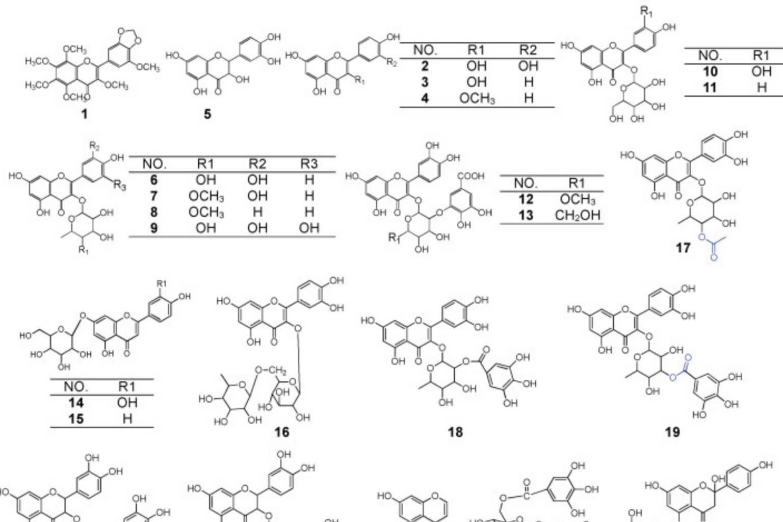Polygonum capitatum, the Hmong Medicinal Flora: A Comprehensive Review of Its Phytochemical, Pharmacological and Pharmacokinetic Characteristics
