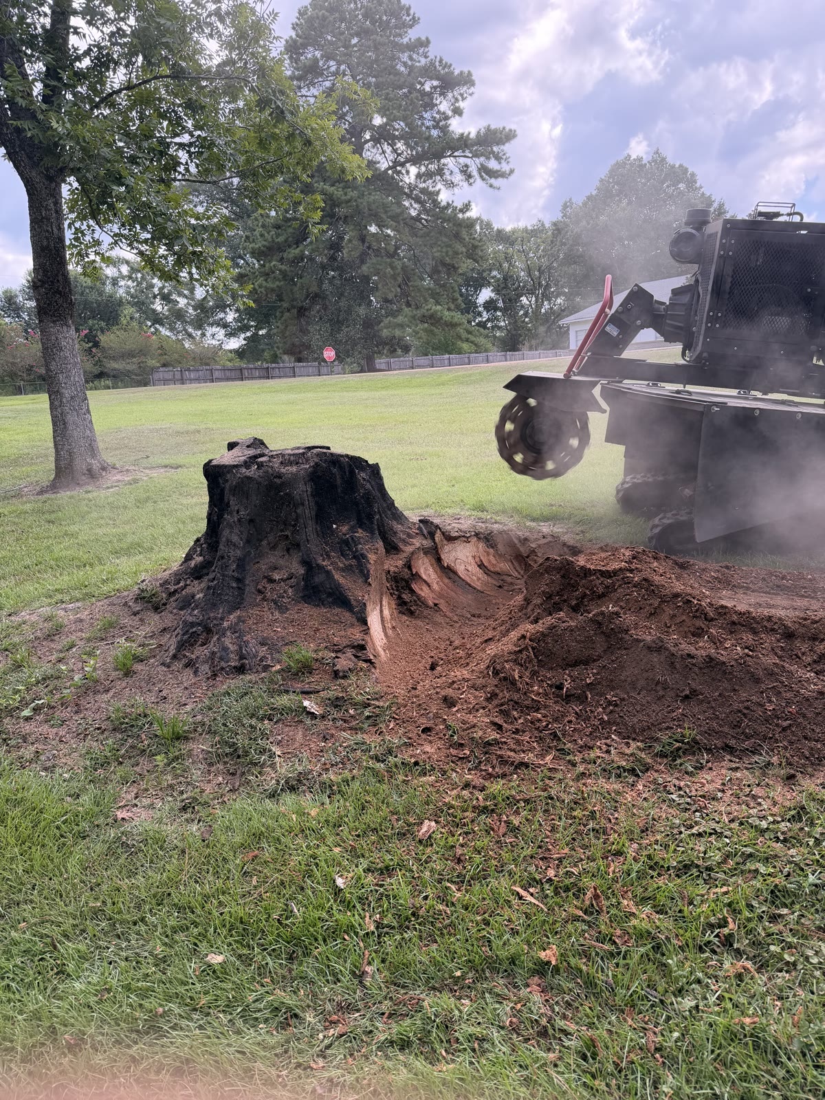 A Burton Stump Removal grinder cutting into a large stump with a plume of dust and grindings coming off the wheel