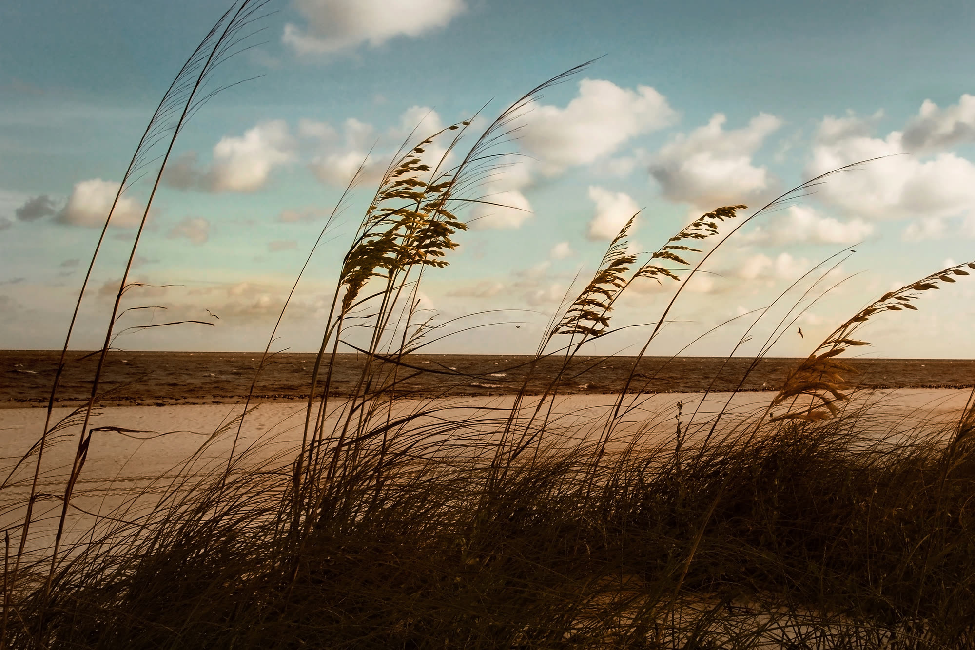 Sea oats on a Mississippi barrier island at sunset