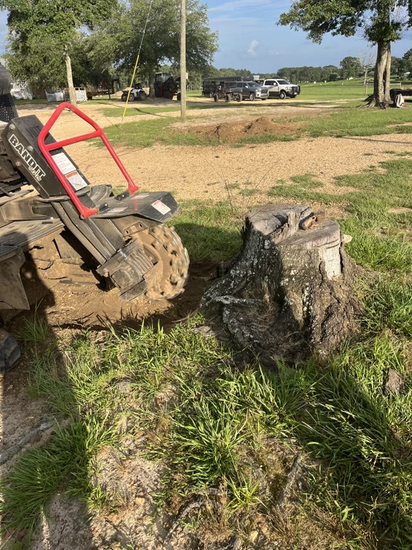The stump grinder wheel cutting into the side of a large weathered stump