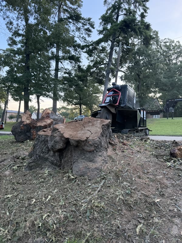 A large multi-trunk hardwood stump with the Burton Stump Removal machine set up behind it in evening light