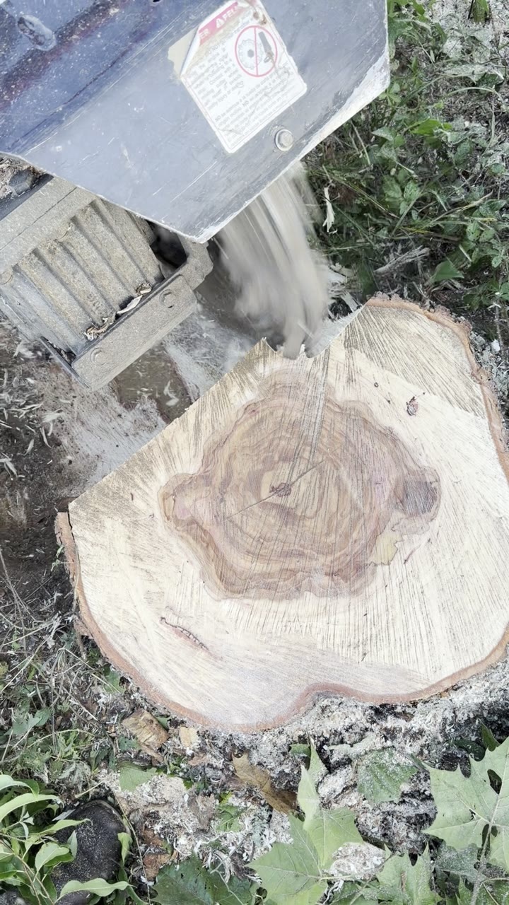 The cutting wheel coming down onto a freshly cut stump