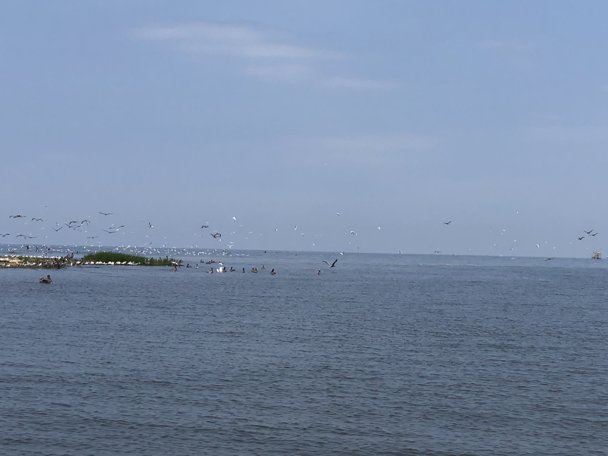 Pelicans and gulls working a shoal near Cat Island