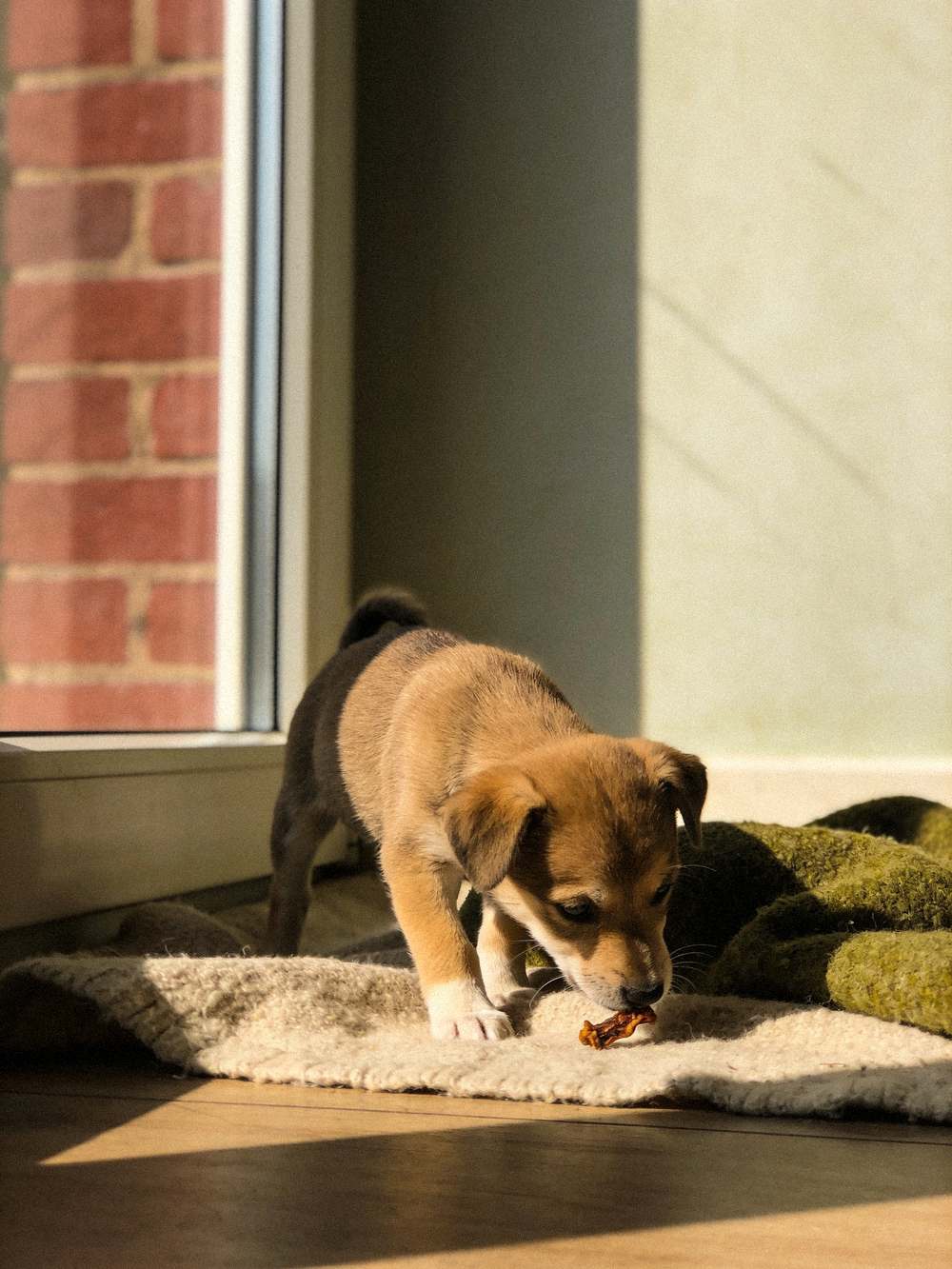 Puppy die voorzichtig aan een kleine gedroogde snack knabbelt