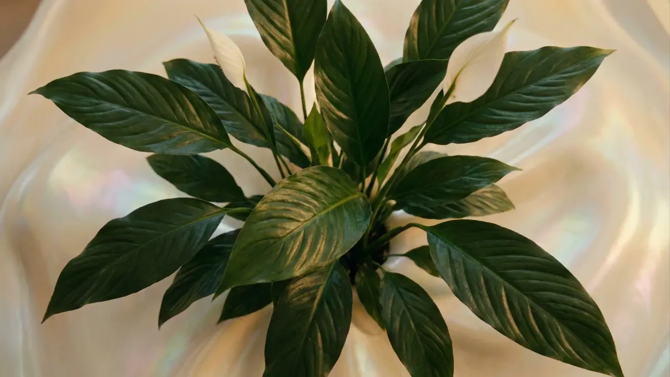 AI Film Festival Peace Lily