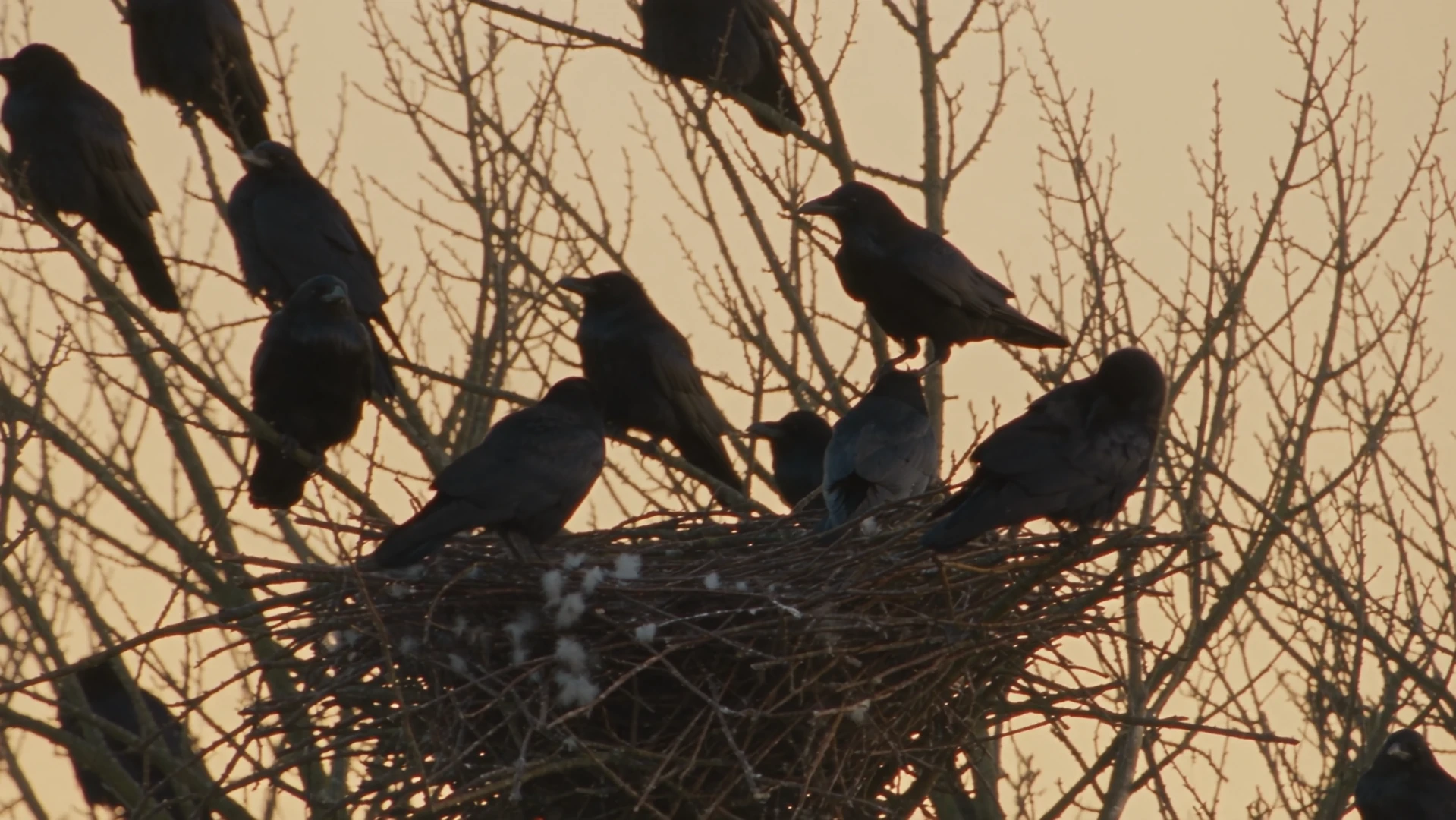 The court of crows