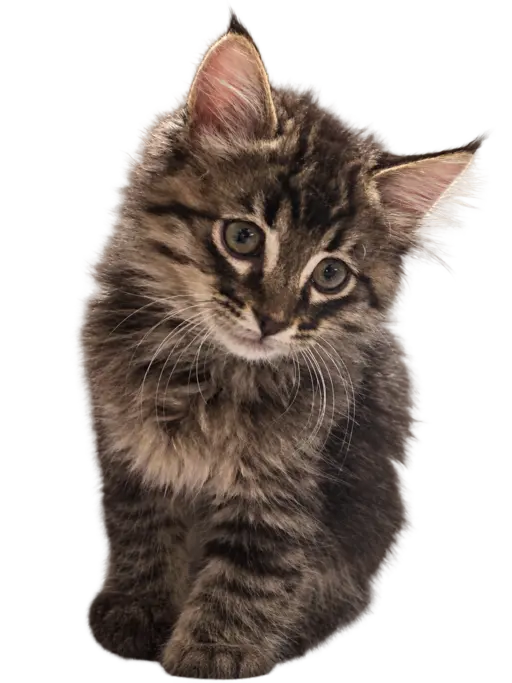 Tabby kitten with a tilted head