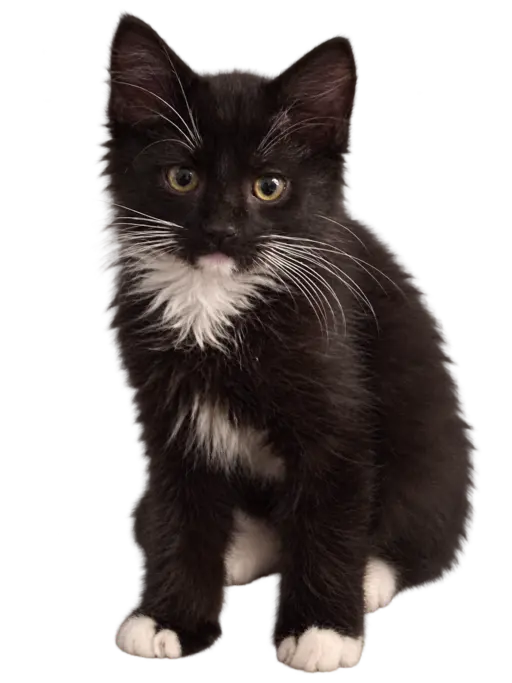Black and white kitten